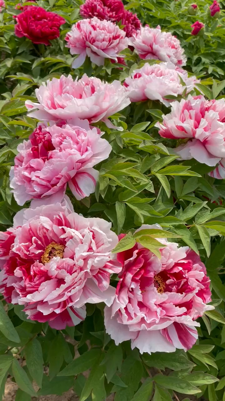 岛锦牡丹花欣赏,一花双色