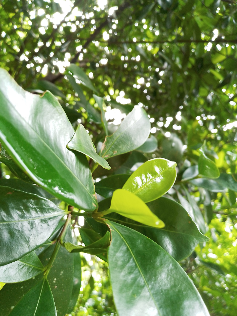 岭南山竹子, 为藤黄科常绿乔木,分布于广东,广西,海南等地.