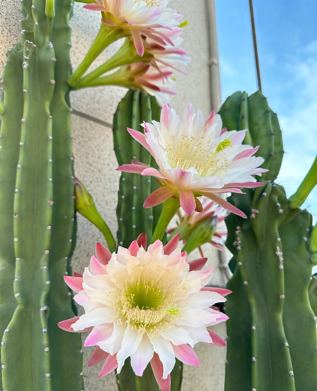 仙人柱名字叫量天尺.开花花啦