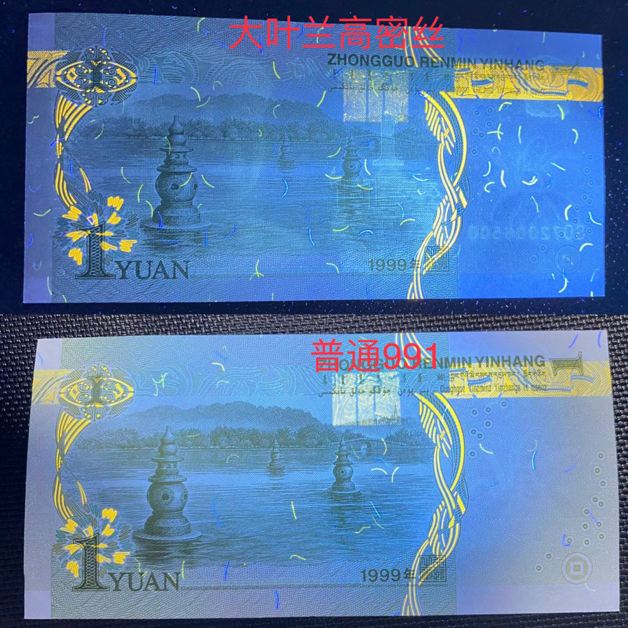 991高密丝大叶兰