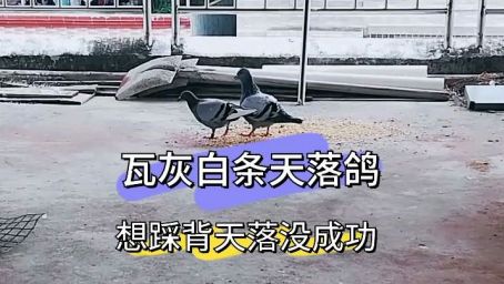 小鸽子丢失6天了 公母鸽子还轮番失踪 是不是在外面下蛋了 好看视频 小鸽子丢失6天了 公母鸽子还轮番失踪 是不是在外面下蛋了 好看视频