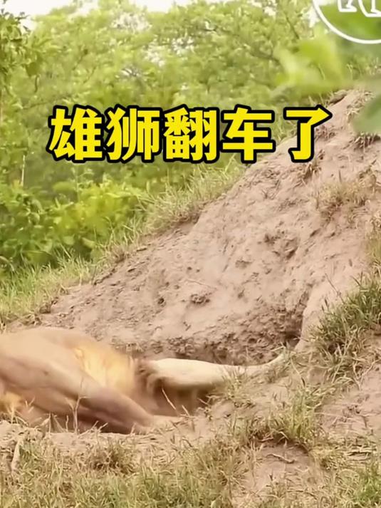 雄狮被洞中的生物死死的咬住,洞里面的神秘生物到底是什么!