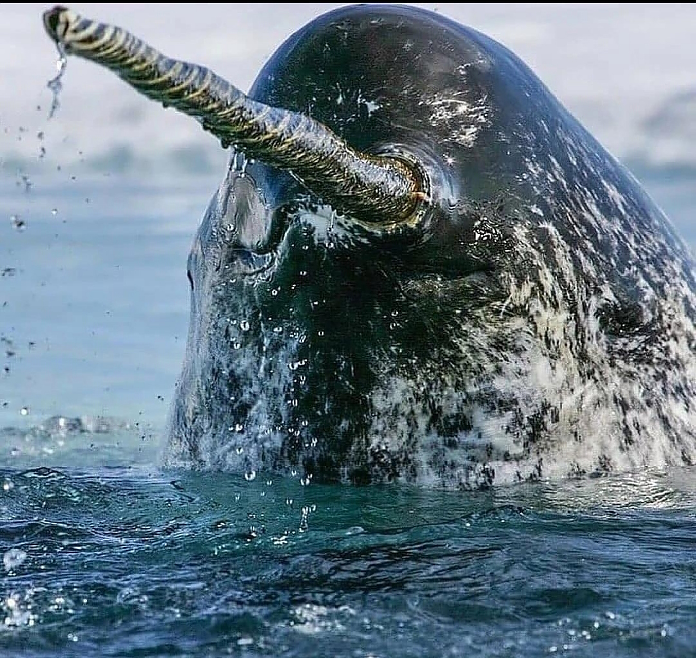 这是一种古鱼,叫六眼飞鱼,十分罕见,梁静茹的勇气里面曾经提及过它,爱