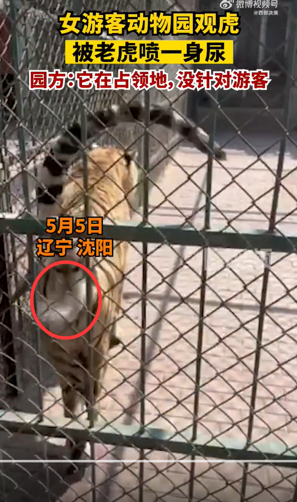 老虎喷尿游客被泼事件背后的真相