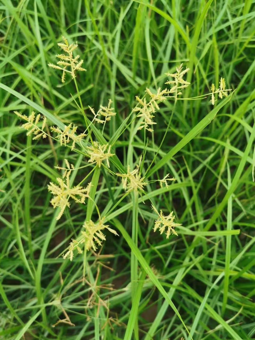 油莎豆(二-油莎豆与什么植物容易混淆