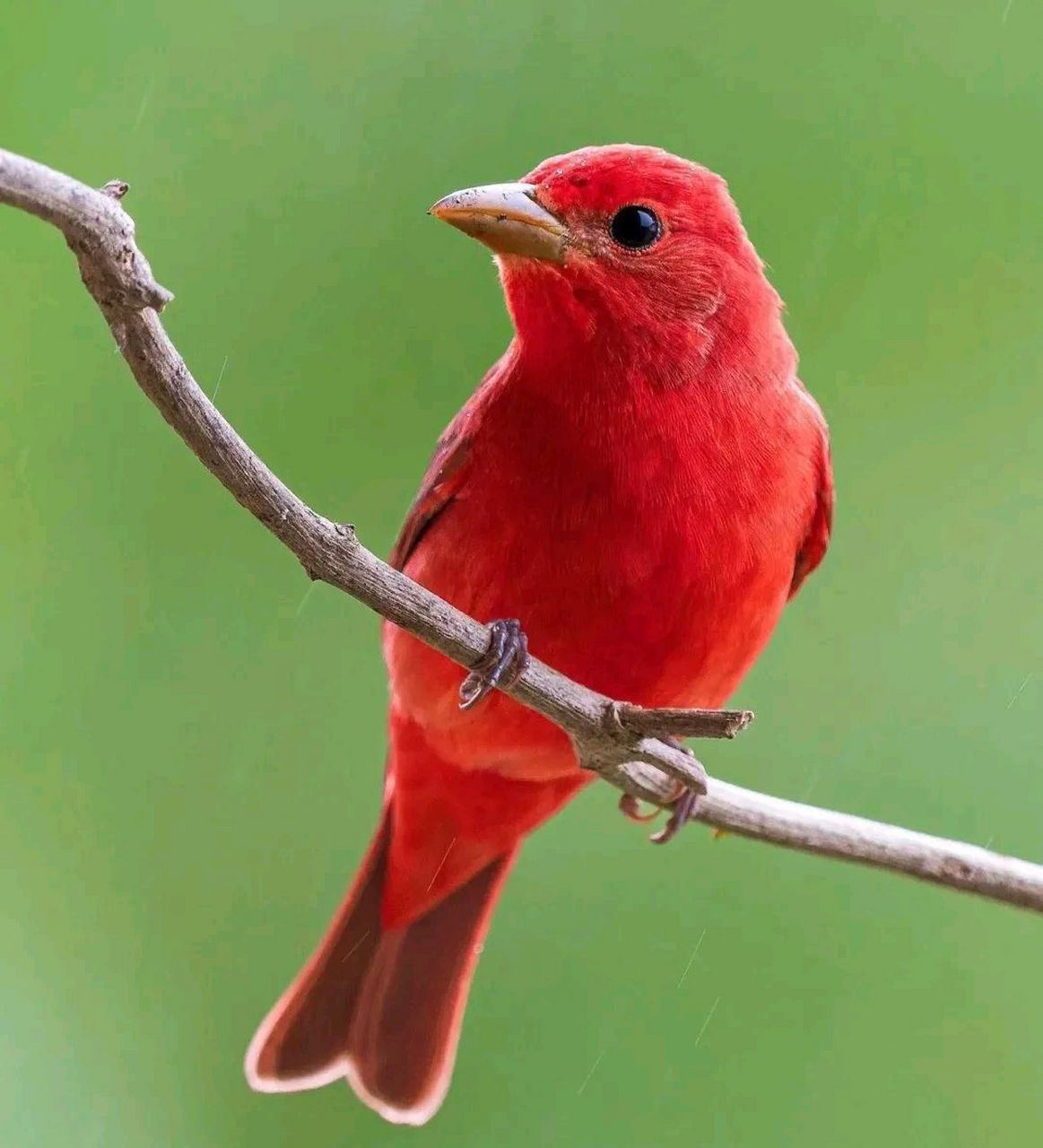 鸟类中羽毛以红色为主的种类并不多,这种叫枚红唐纳雀的鸟,通体红色