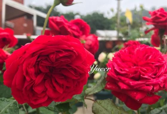 红苹果月季是典型的黑斑怪,雨水多,露天养请避开