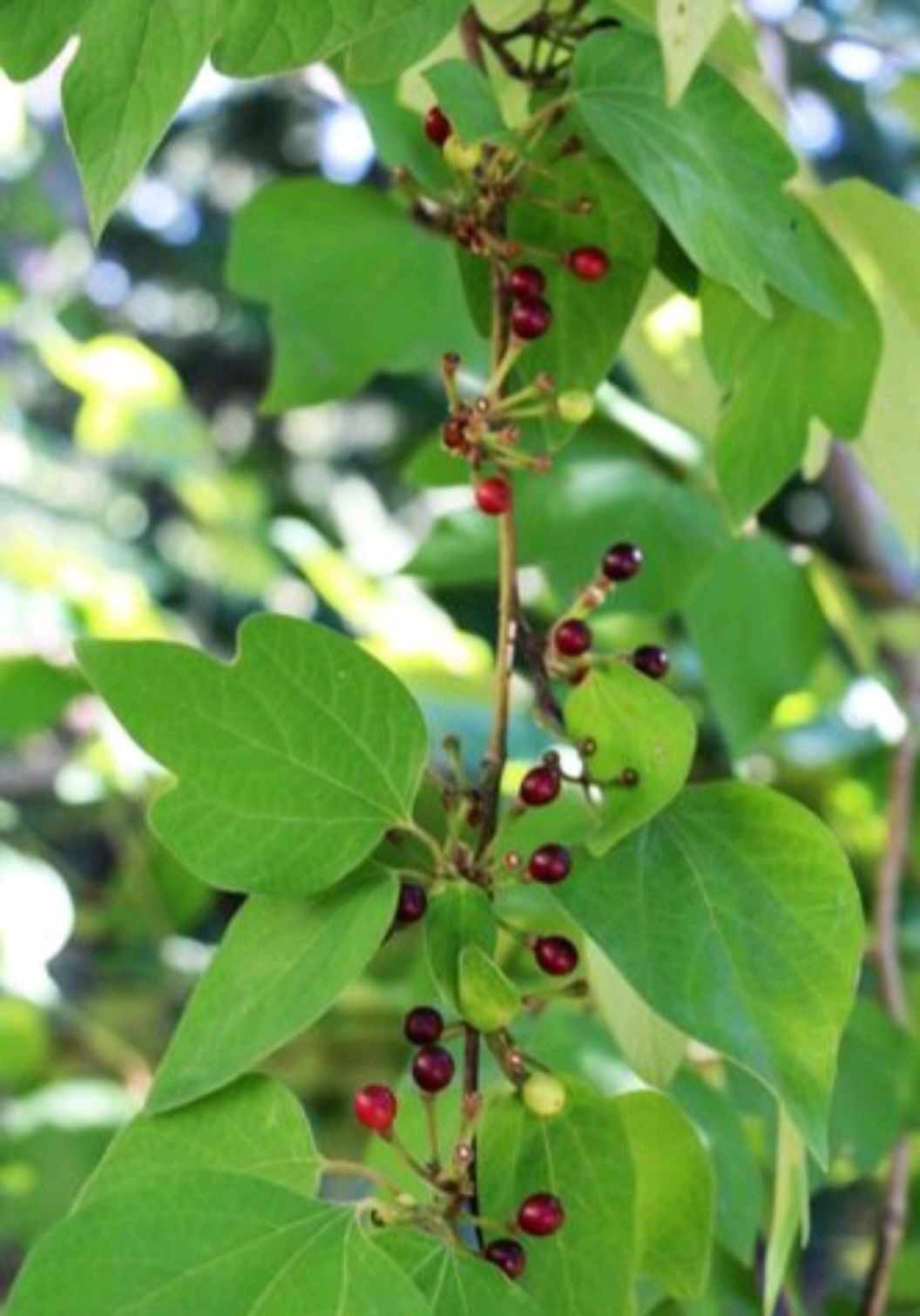 三桠乌药是一种怎样的树种?