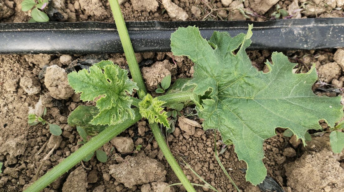 西葫芦病毒病近期很严重