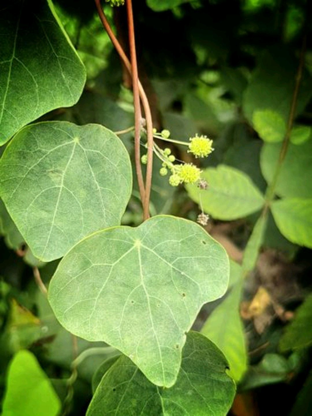 千金藤是一种什么样的植物?