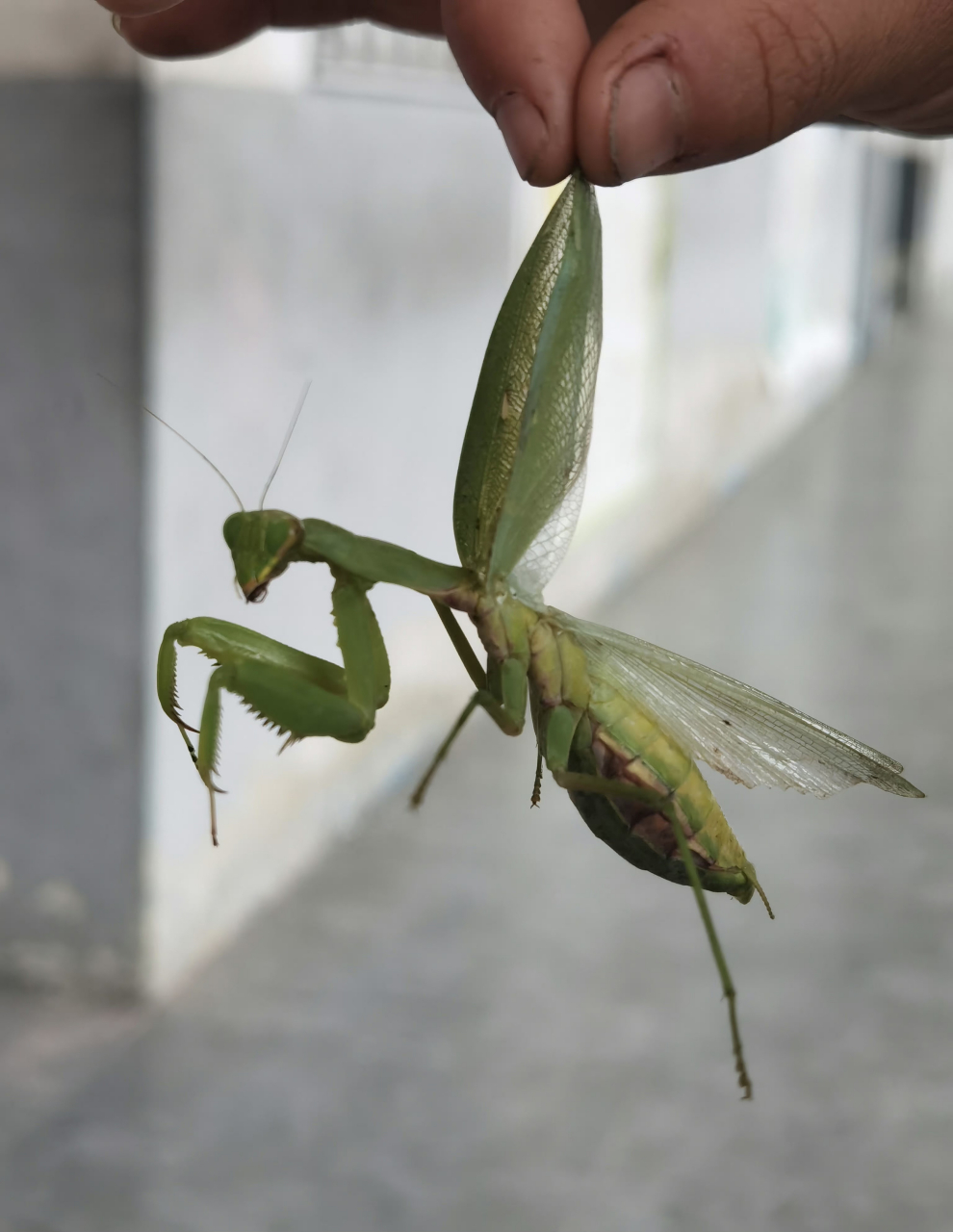 这只螳螂肚子那么大,是怀孕了,还是有铁线虫?