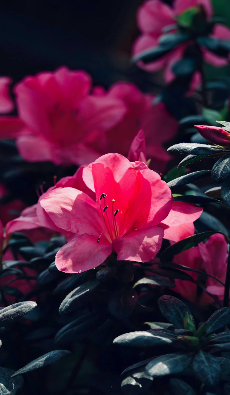 杜鹃,胭脂红. 随手拍植物.  嫣红粉嫩!好美喔!  堆霞绣锦杜鹃红.