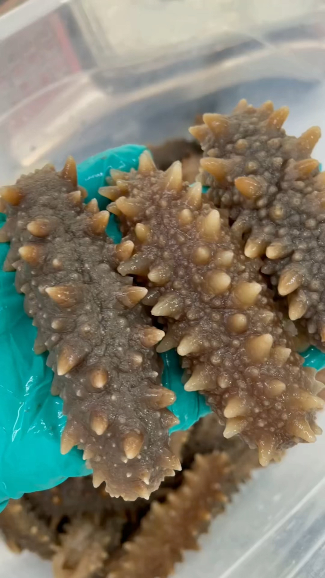 俄罗斯六排刺即食海参无添加7只左右1斤