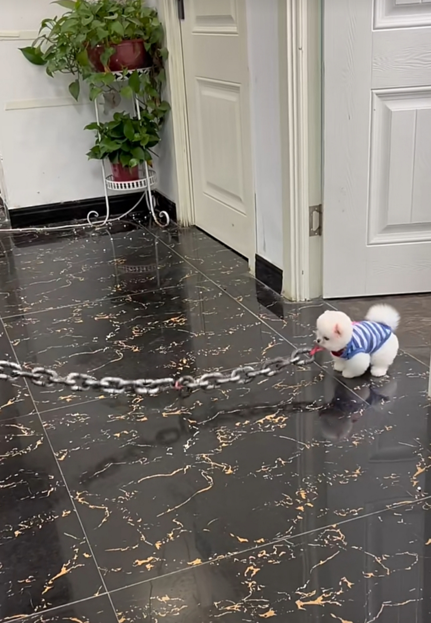 小姐姐说她家有条恶犬,拉出来把我震惊到了