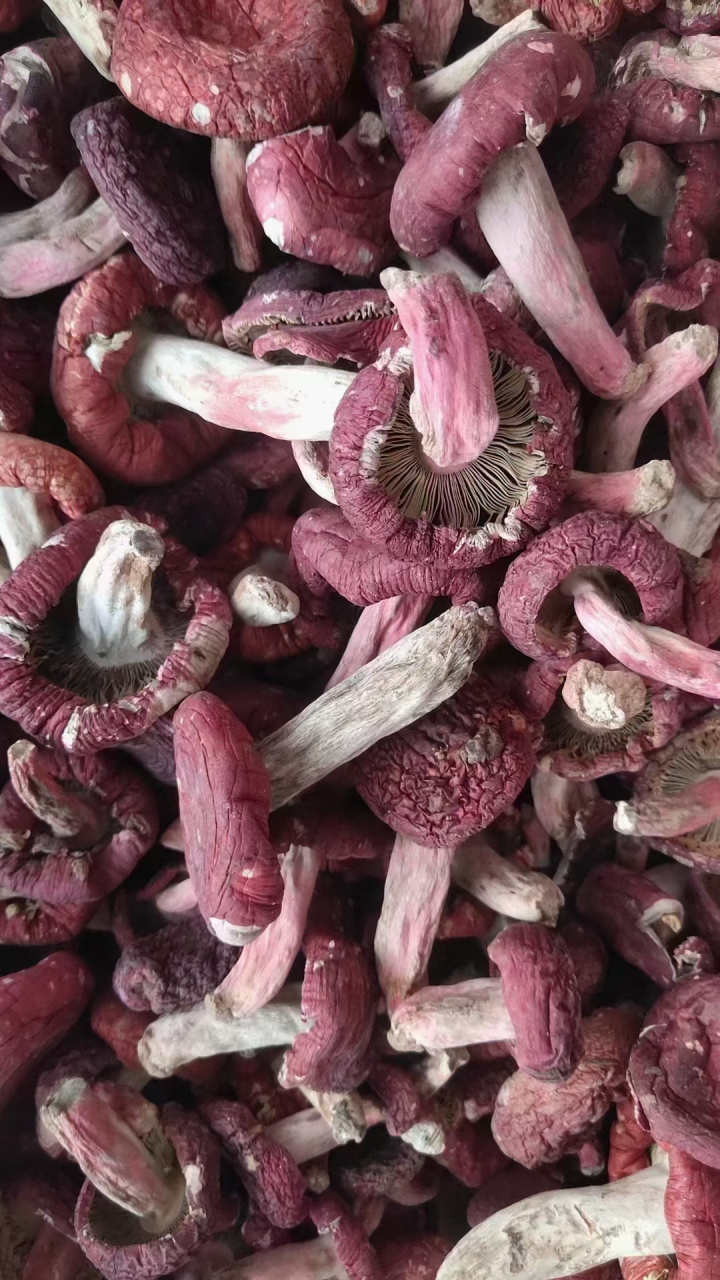 野生大红菇是稀有珍贵的食用菌,具有食跟药的价值,肉质鲜嫩,清甘