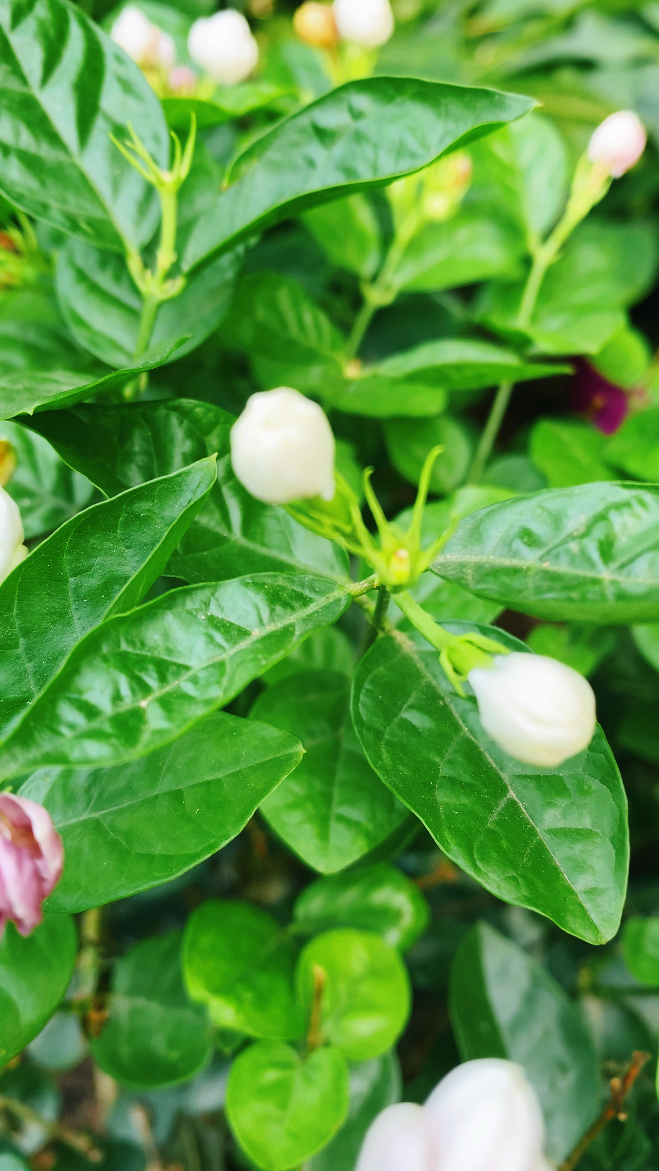 茉莉花掉苞,花期縮短,是這些原因!