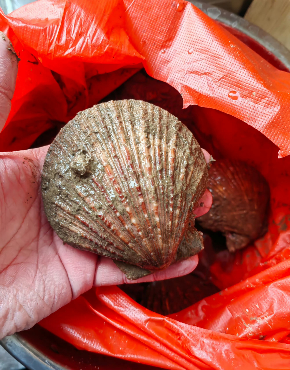 野生栉孔扇贝狂拉,肥是真的肥