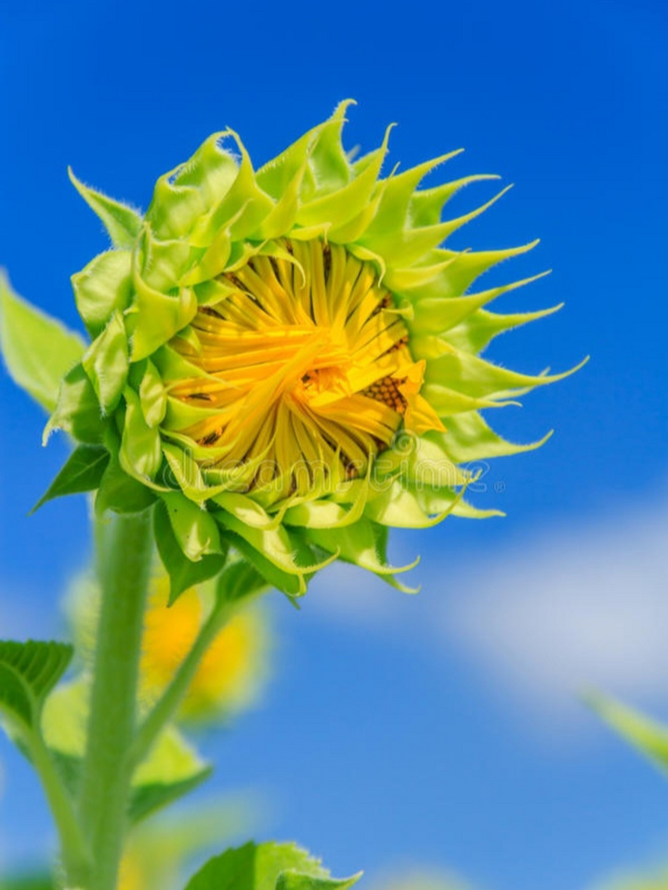 清晨,一朵向日葵迎着朝阳徐徐展开花瓣,露出了灿烂又可爱的笑容,与