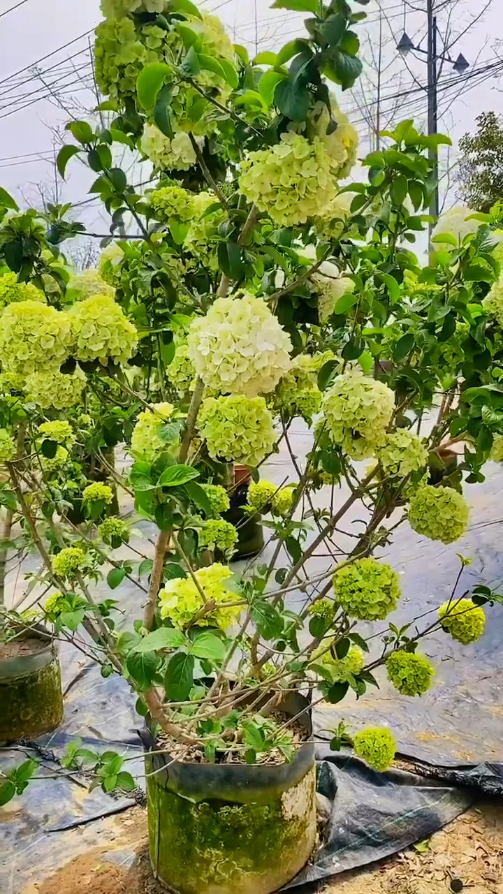 中华木绣球又名斗球耐寒耐旱南北方都可以栽植-度小视