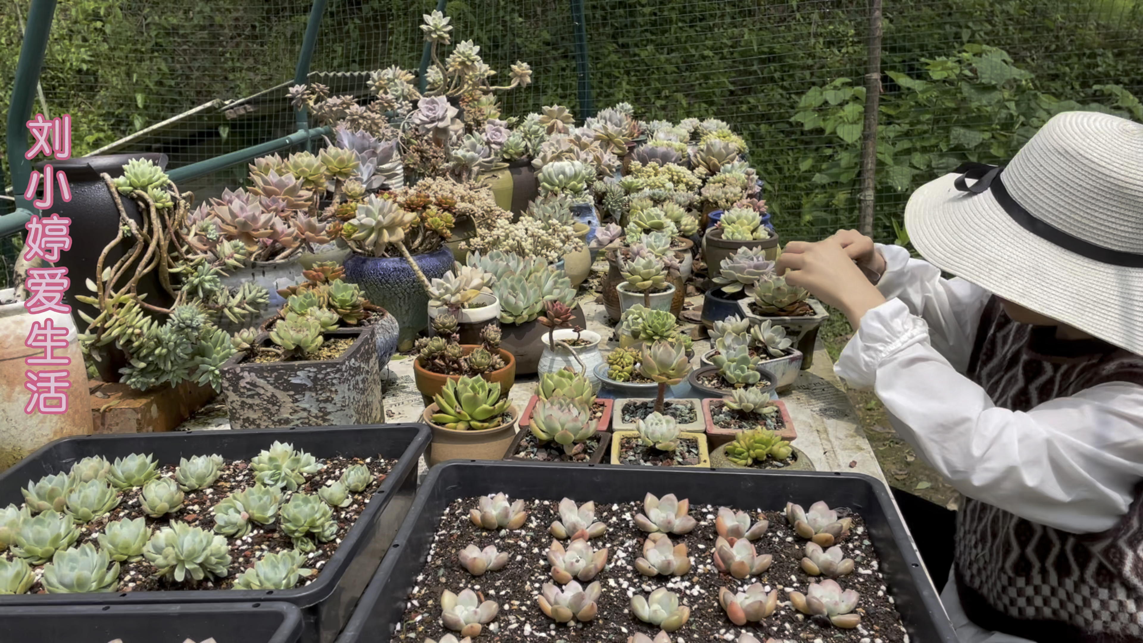 连续下雨,看看哪些多肉的叶片容易化水