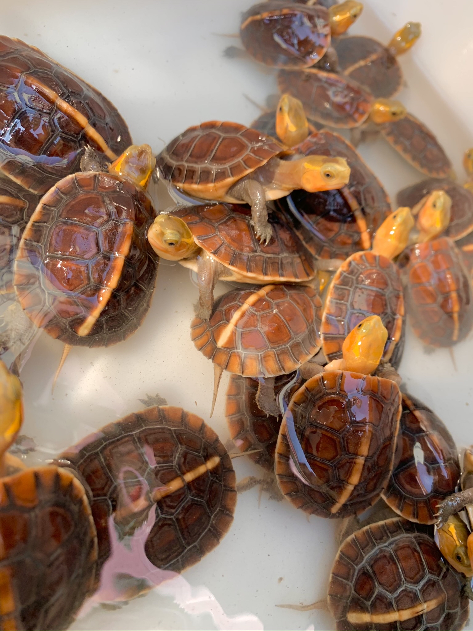 宠物黄缘闭壳龟新手必备养殖技巧方法