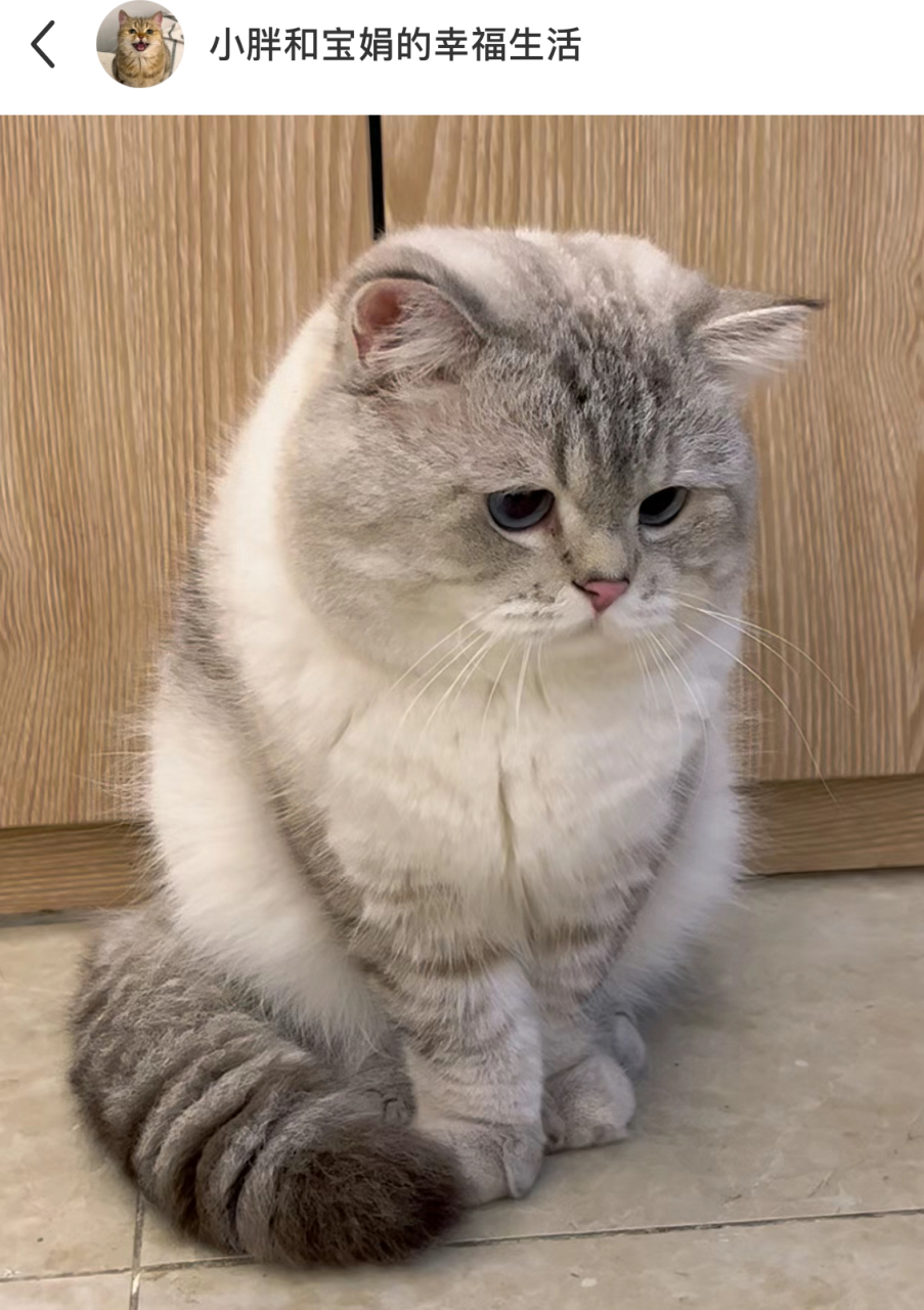 网友:家里小猫咪已经低头生了5分钟闷气了,原因就是因为被强制要求带