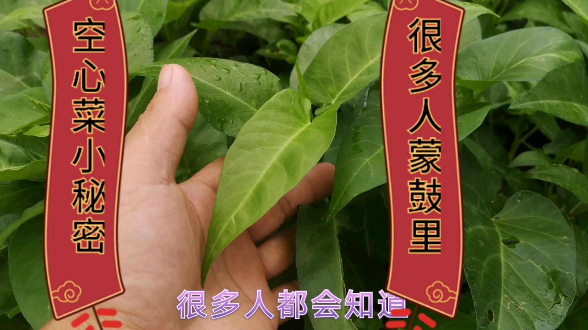 它营养高价格便宜,常吃还可以减少小孩长痱子,真不错