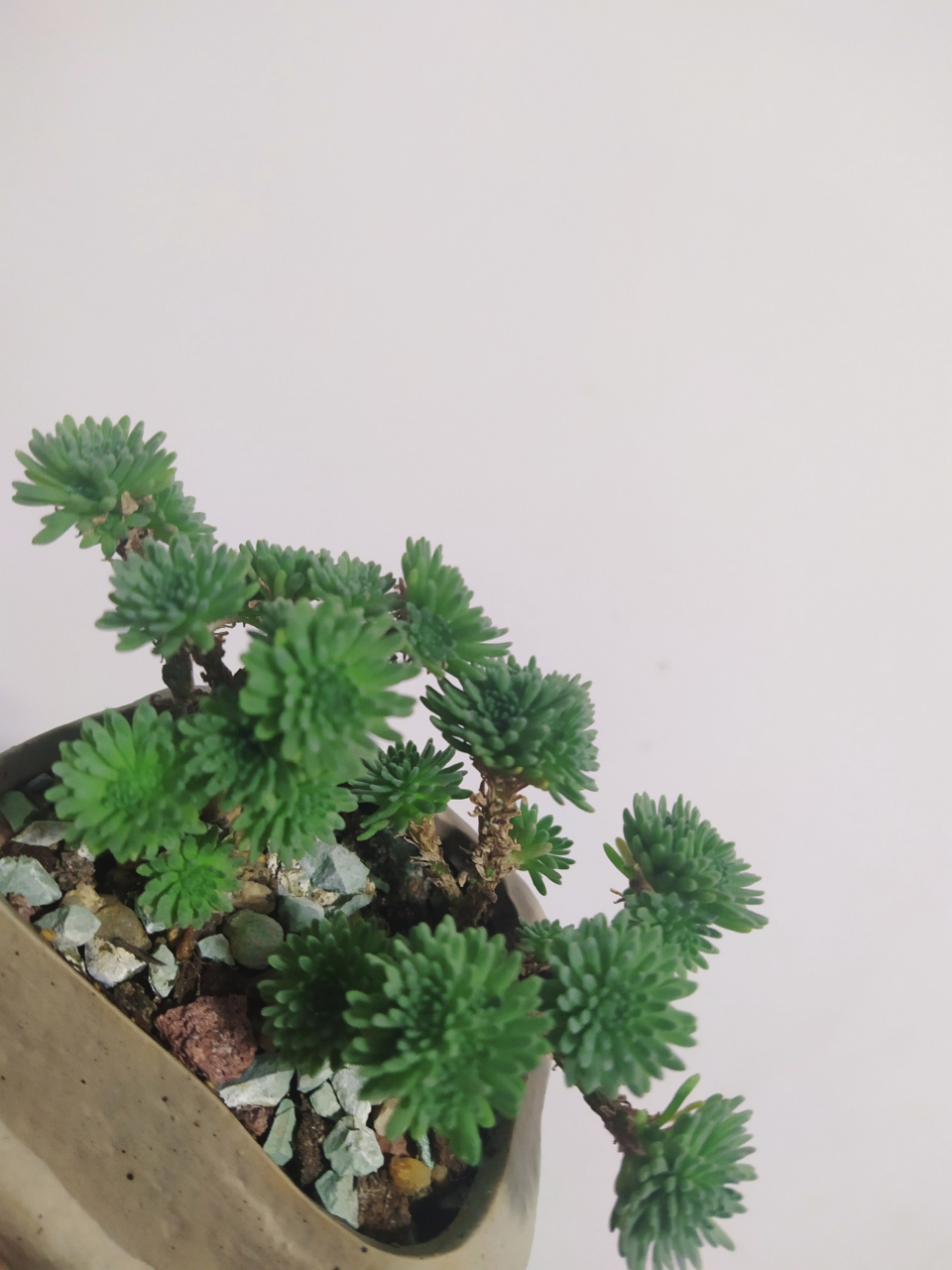 球松多肉,俗称夏必死.养过几次,都没度过夏天.