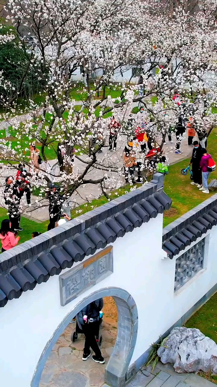 南京玄武湖樱洲里的樱花已经绽放 ,太美了!你喜欢樱花吗?