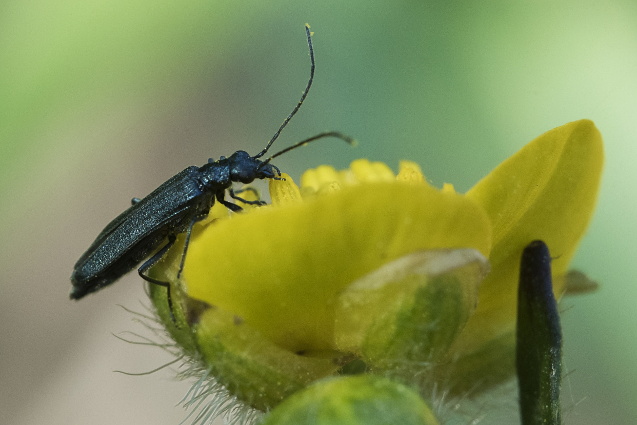 蝈蝈,天牛,花金龟