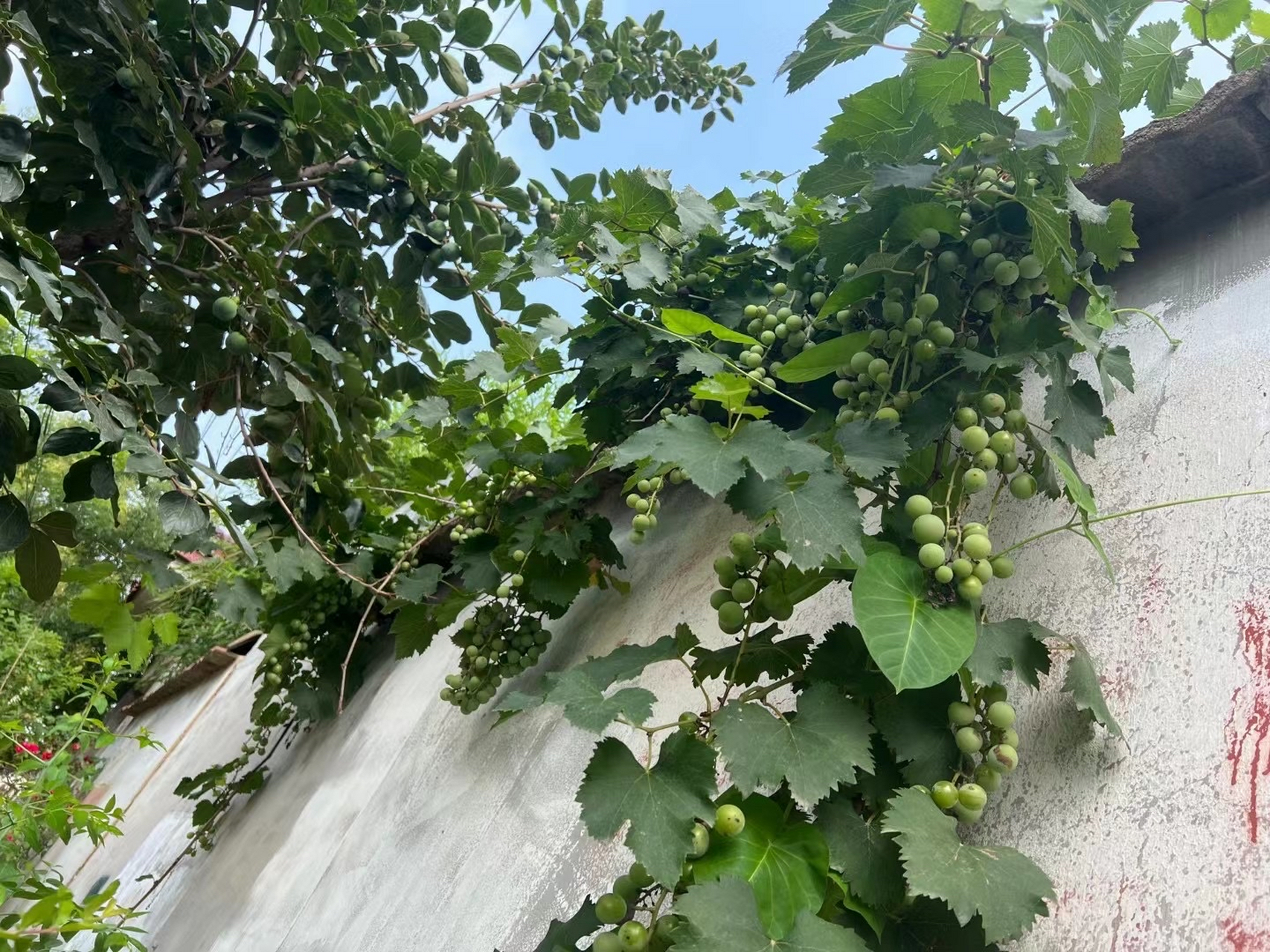 老家传来的照片,院子里的葡萄树