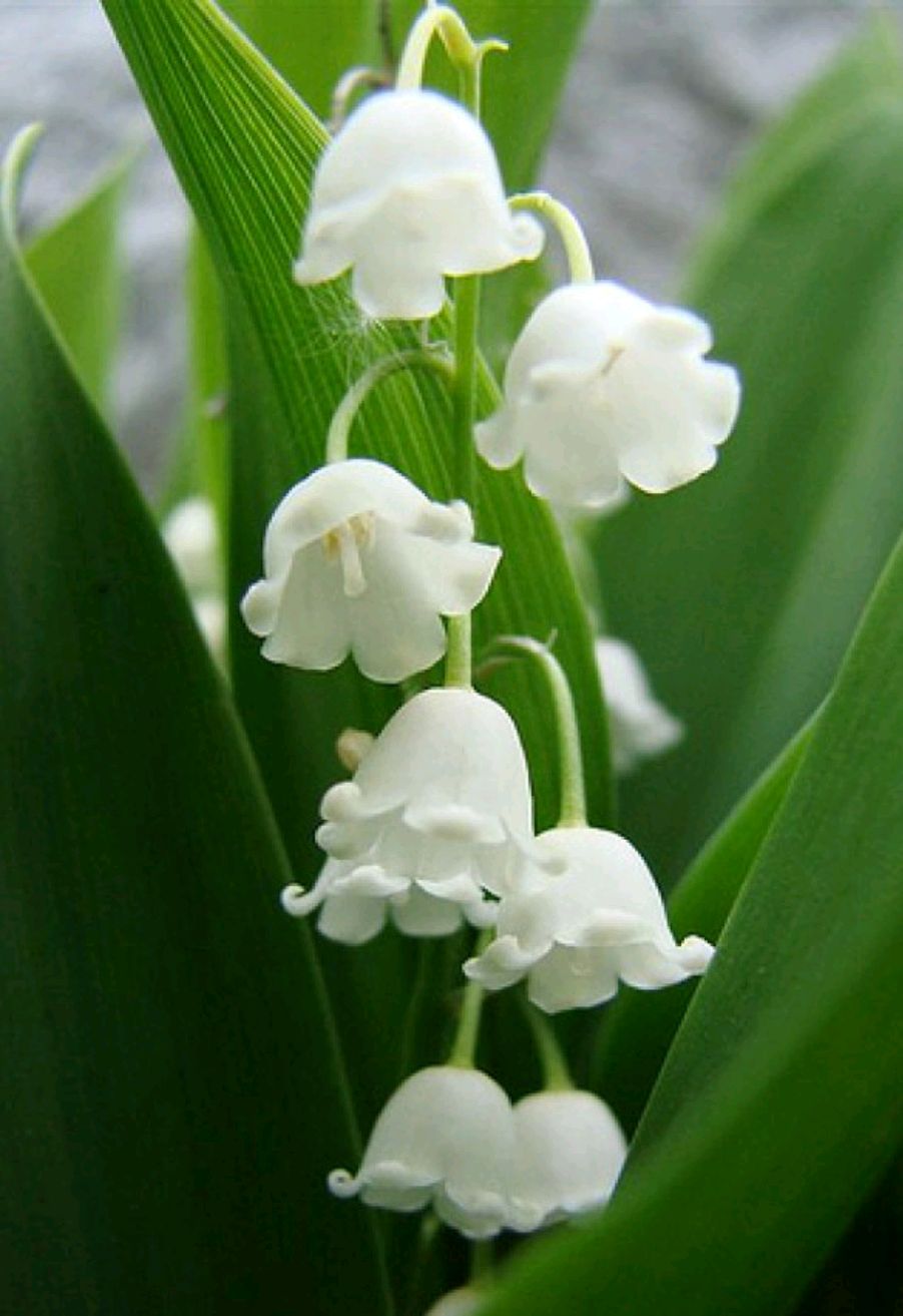 分享图片 铃兰花