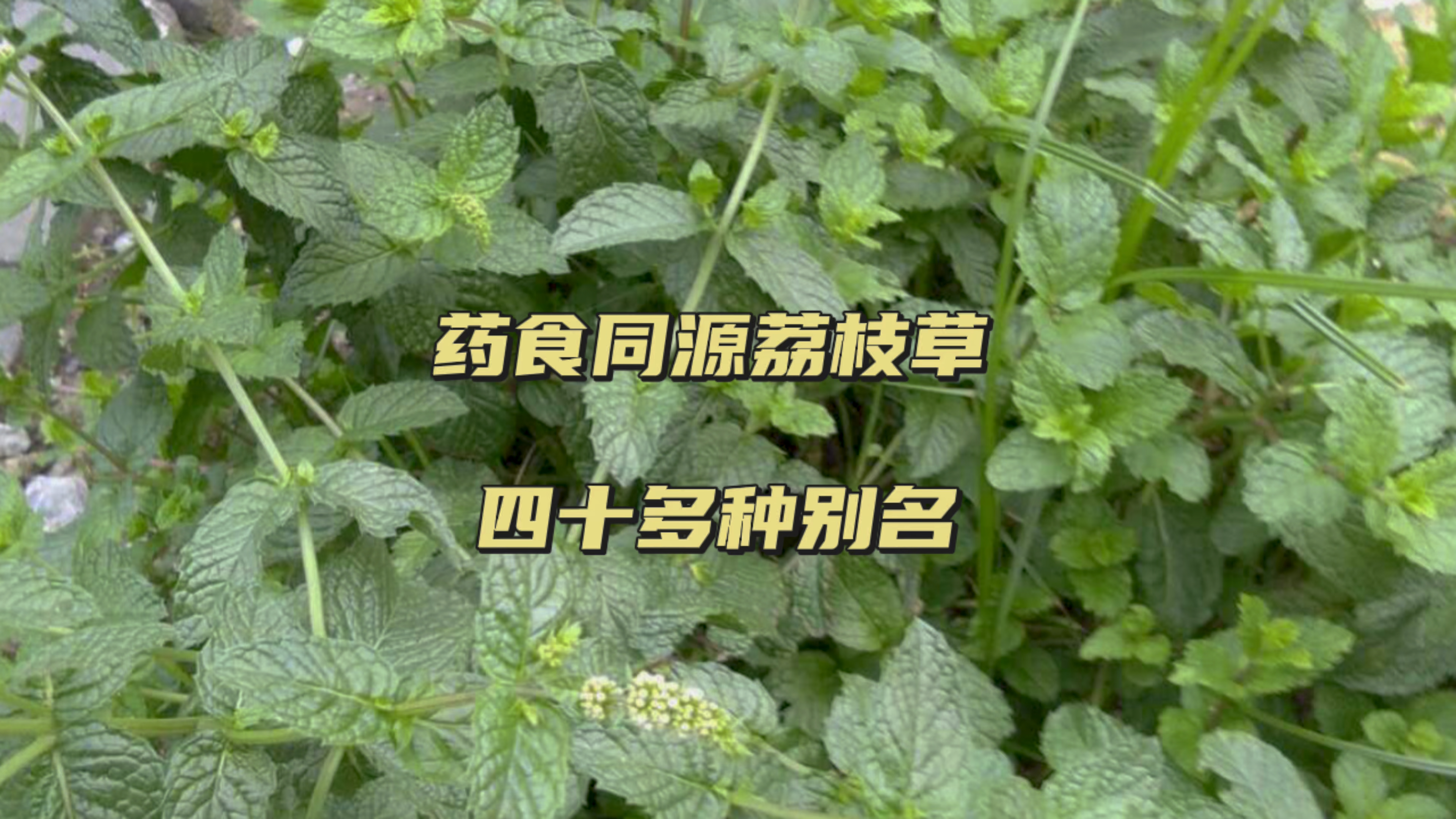 荔枝草有几十个别名,它的用途比别名更多