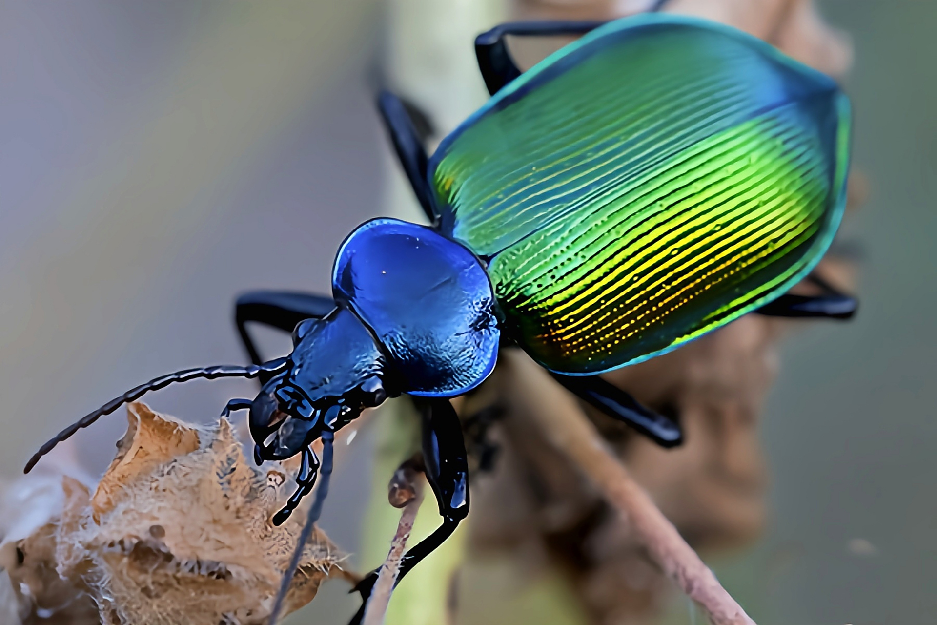 每天认识一种昆虫——疆星步甲 疆星步甲原产于欧洲,我国仅分布于新疆