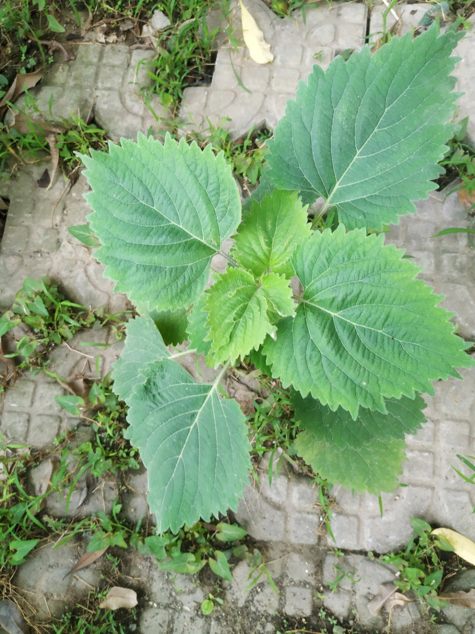 老一辈说的"胃痛草"其实也是它,大名叫做广防风,别称防风草,落马衣,野