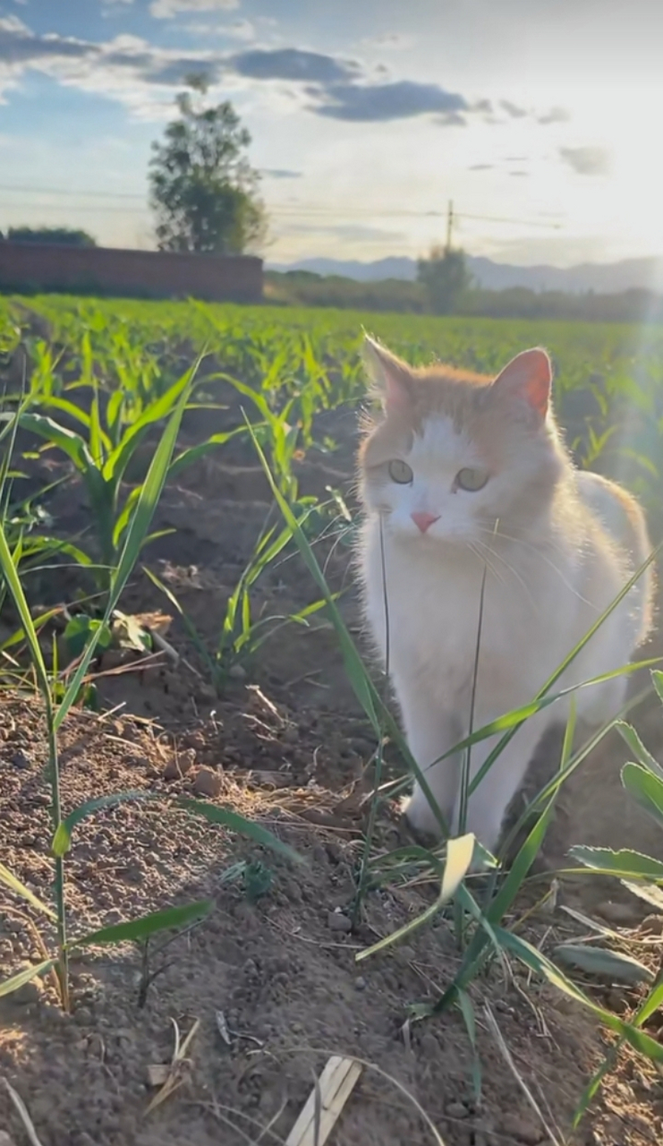 夏天    田野    橘猫