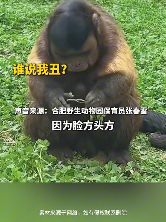 脸字指什么动物