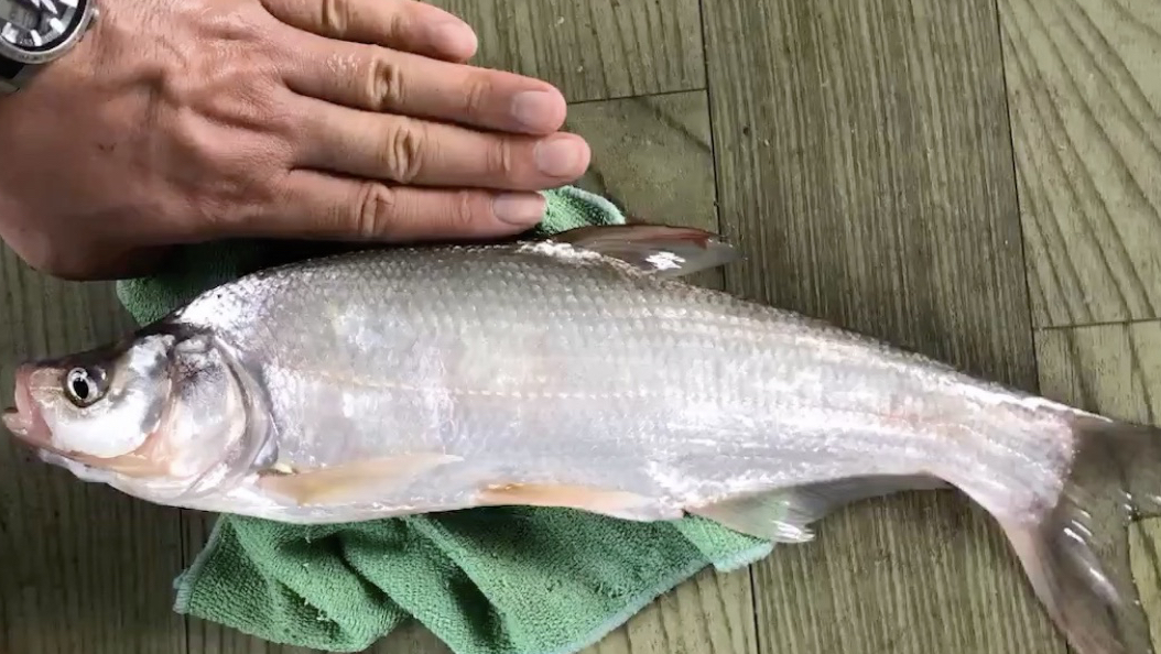 台风天筏钓鸭嘴翘爆口,爆护的节奏