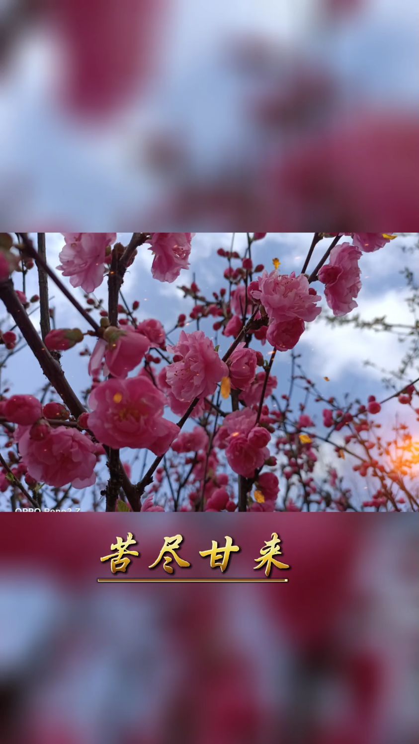 励志语录 苦尽甘来