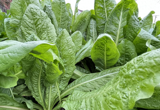 多年生大叶菊苣,种一次利用15年,但也有缺点,该如何避免?