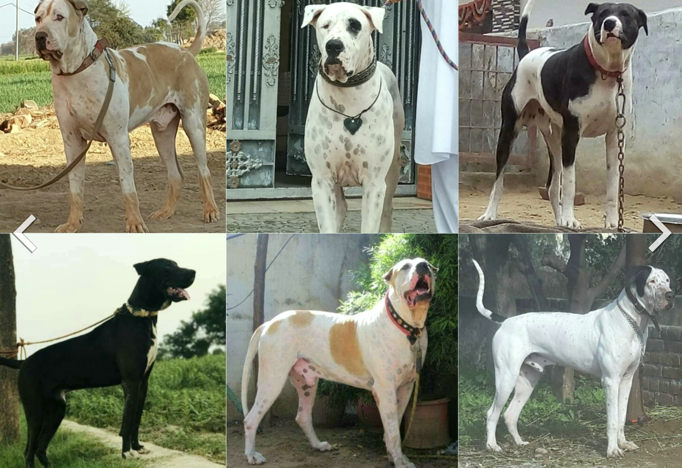 狗狗品种大全之巴基斯坦牛头梗,巴基斯坦獒犬,巴基斯坦牧羊犬