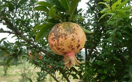 石榴干腐病的原因及症状,干腐病的发病条件,干腐病的防治措施