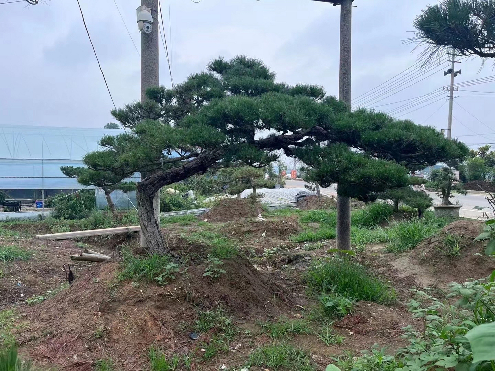 漂亮的松树,临水造型,假山水池边种植真的不错