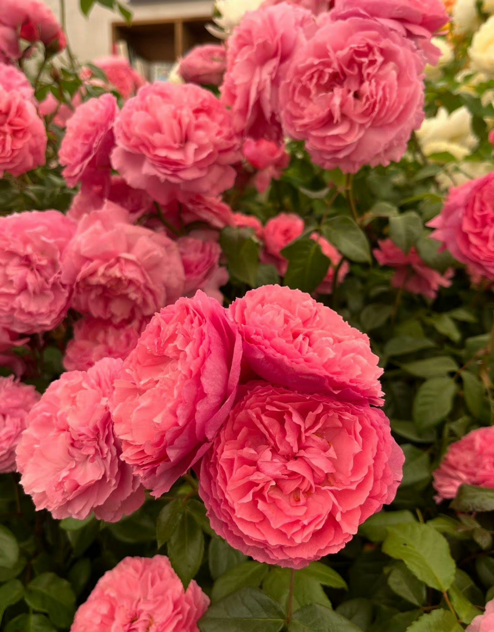 2023 da另一个新品种penelope lively 深粉,杯型,花朵中型大小,浓香