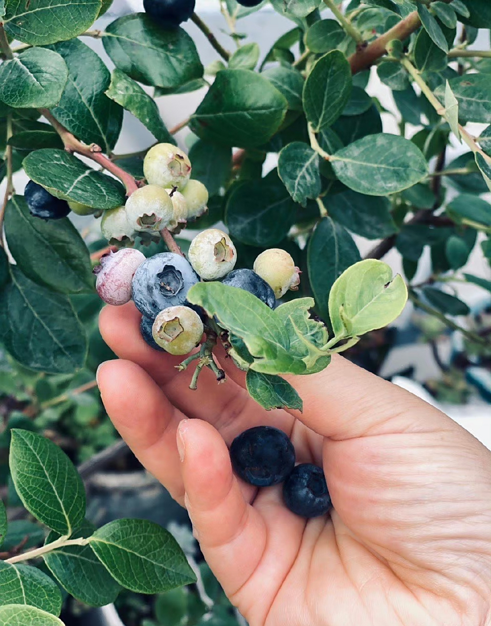 【2023的初夏】08【蓝莓夏普蓝】熟了08