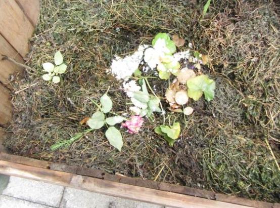 堆肥可以直接种植物吗?不用掺和其它泥土?
