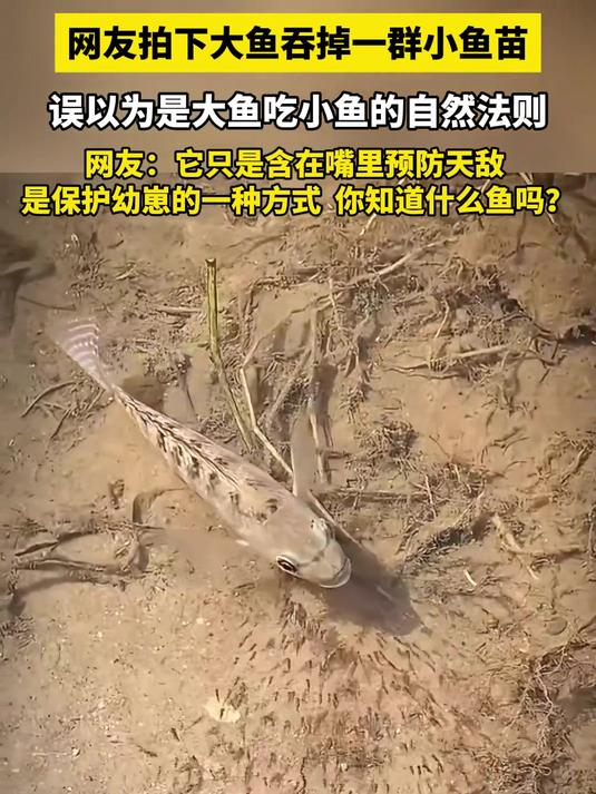 网友拍下大鱼吞掉一群小鱼苗,误以为是大鱼吃小鱼,网友:它只是含在