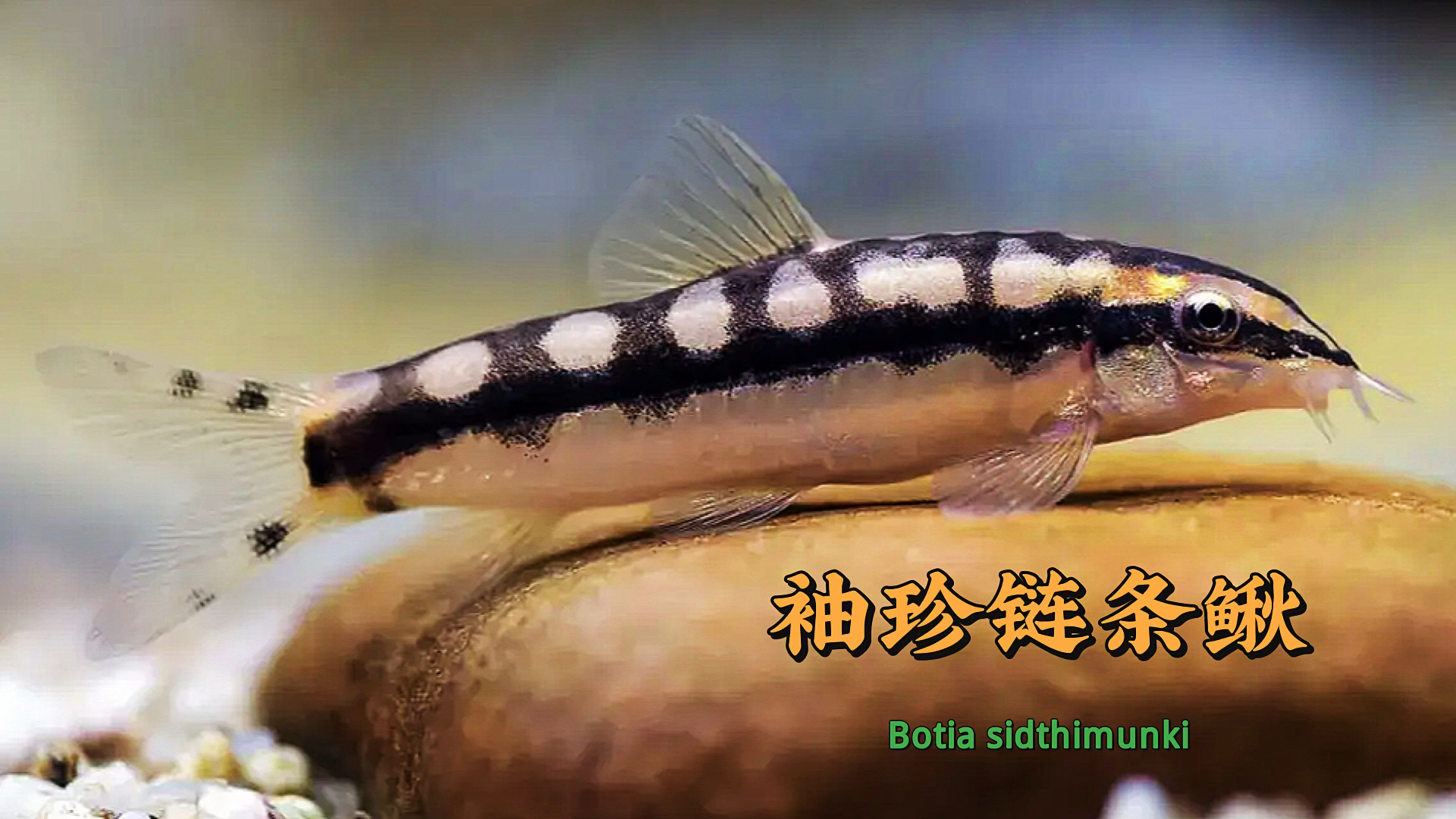 棋盘鼠鱼袖珍链条鳅