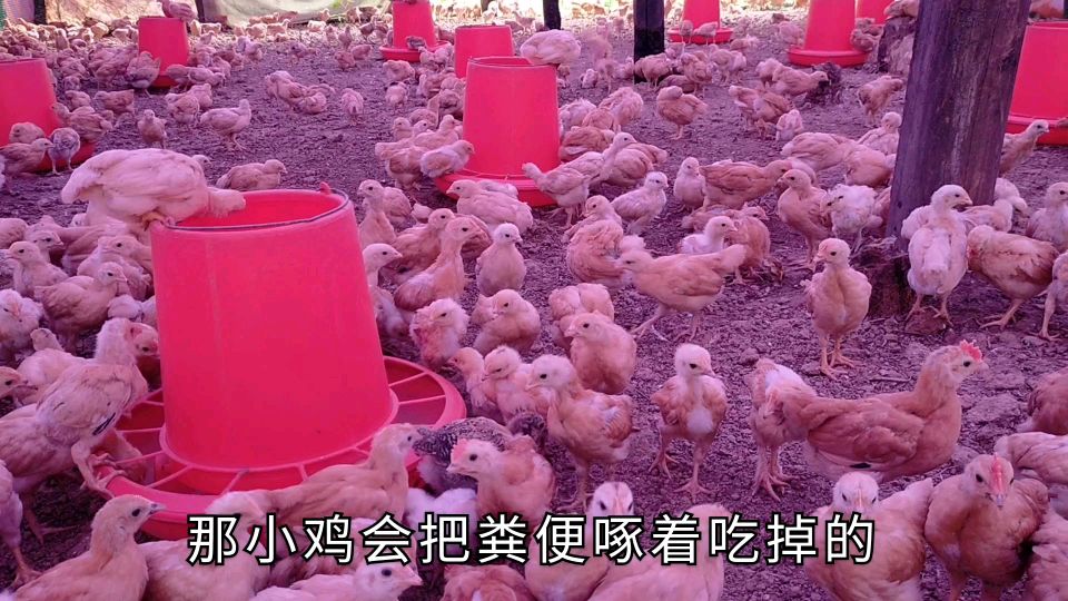 小鸡脱温时没有及时预防球虫,今天发现很严重了,都堆死鸡了