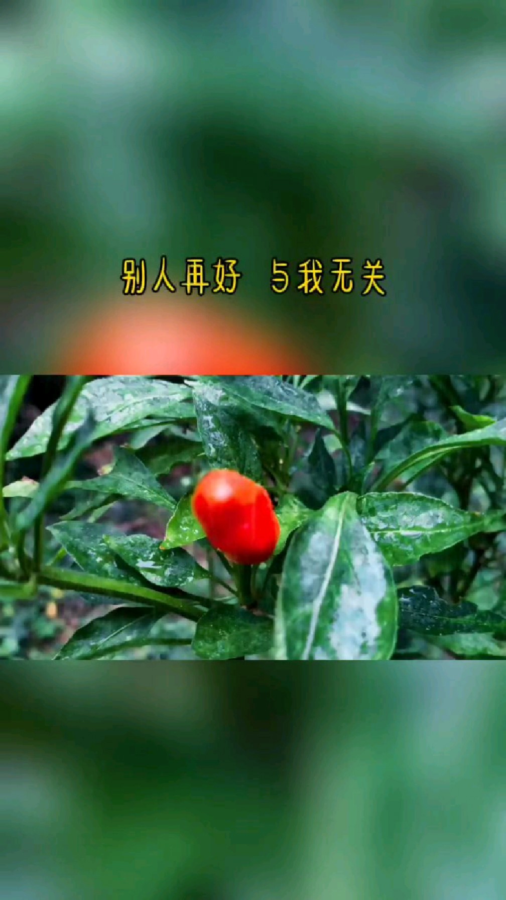 別人在好與我無關你在不好也是我一生的牽掛